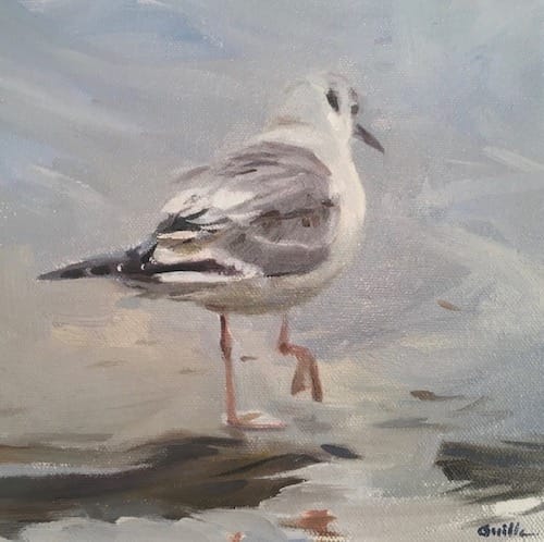 Fine art Bonapartes Gull
