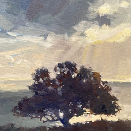 Sark old oak tree