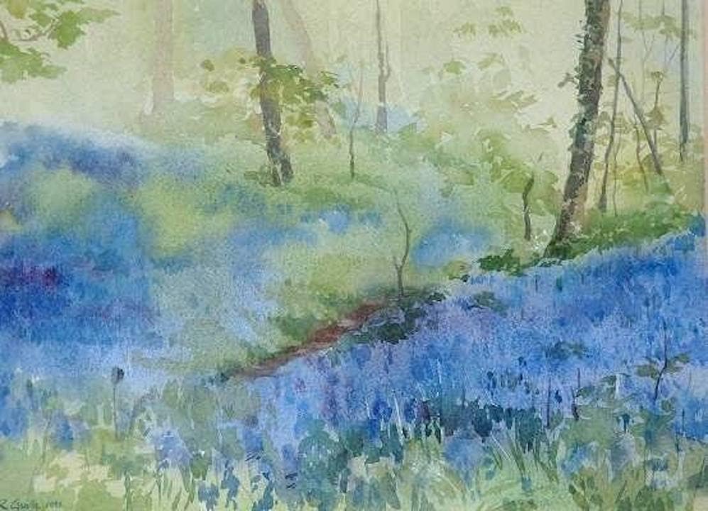 Sark Bluebell Wood Sark Bluebell Wood